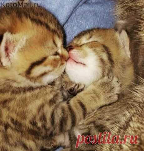 (535) Pinterest