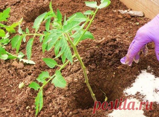Что обязательно нужно класть в лунку при посадке томатов, чтобы кусты не болели, и завалили урожаем | Эксперт по огороду | Яндекс Дзен