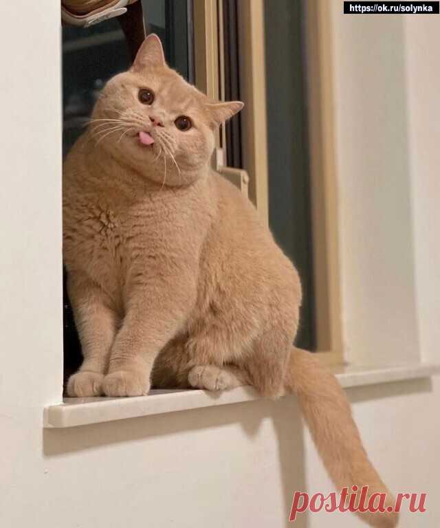 котик кот картинки животные