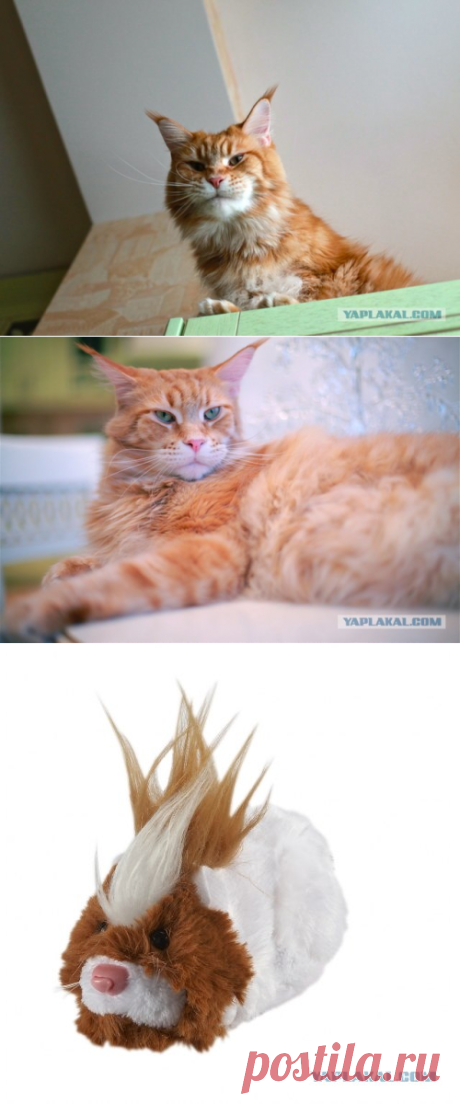 Как отучить кота мешать спать. - ЯПлакалъ