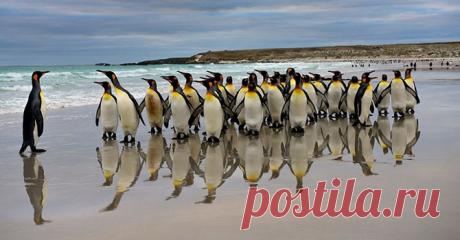 Пингвины — это ласточки, которые ели после шести