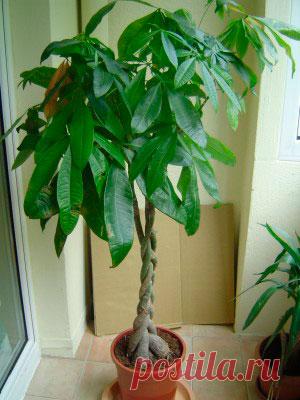 Комнатное растение Пахира (Pachira). Родина этого растения - Центральная Америка, Бразилия. Декоративную ценность пахире придают ее красивые листья, напоминающие по форме листья каштана, - ради них ее,  как правило, и выращивают.