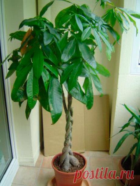 Комнатное растение Пахира (Pachira). Родина этого растения - Центральная Америка, Бразилия. Декоративную ценность пахире придают ее красивые листья, напоминающие по форме листья каштана, - ради них ее,  как правило, и выращивают.