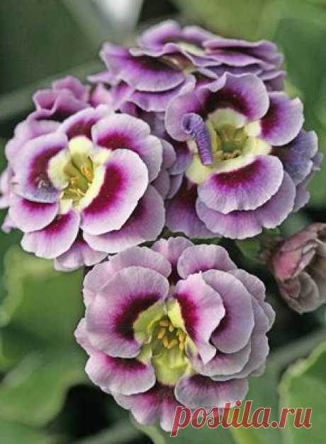 Primula auricula ‘Ramona’