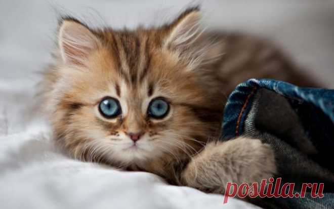 Самый маленький кот в мире