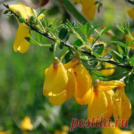 Лекарственное растение Жарновец метельчатый (Sarothamnus scoparius). Прямостоячий сильно разветвленный кустарник, Ветви зеленые, 5-гранные, прутовидные, высотой до 2,5 м. Листья мелкие, слабые, чаще тройчатые, верхние преимущественно цельные, эллиптические; многие ветви нередко вообще без листьев. Крупные цветки величиной 2-2,5 см с ярко-желтым, до золотисто-желтого венчиком, одиночные или по два; столбик закручен спиралью, очень длинный; опушенные бобы длиной 3-5 см.