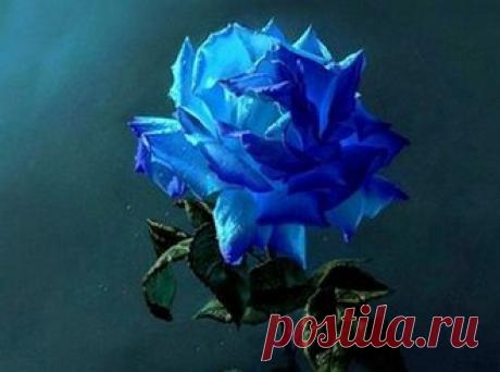 Как покрасить розу.Здесь:в несколько цветов--- https://princessjournal.ru/kak-pokrasit-rozy