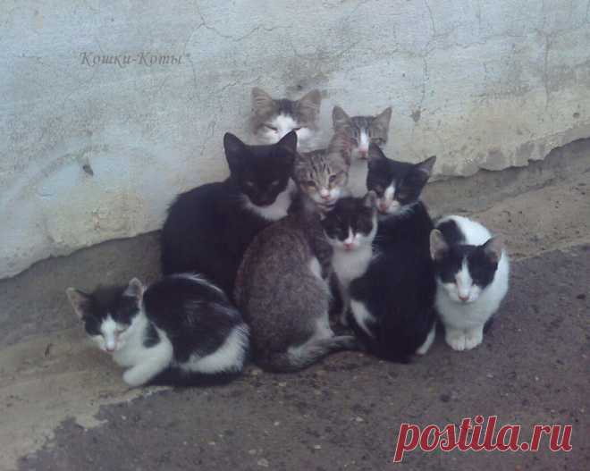 Отряд мышеловов в количестве восьми молодых котиков позируют для коллективного фото.