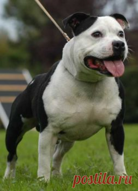 Собачья жизнь от А до Я - Стаффордширский бультерьер, Staffordshire Bull Terrier