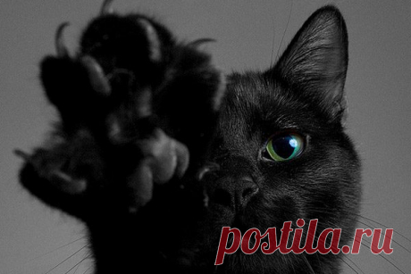 Врачи рассказали, почему заводить кошек опасно Врачи рассказали, кому и почему опасно заводить кошек. Медики рекомендуют держать дома этих животных старикам, беременным женщинам и людям, у которых очень слабый иммунитет. Специалисты связывают это с тем, что кошки нередко являются переносчиками разного рода заболеваний. Самым опасным для человека паразитом, который может переносить кошка, является токсоплазмоз. Зачастую этот организм не активный до того […]