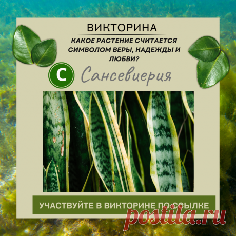 Какое растение считается символом веры, надежды и любви? - Узнайте правильный ответ в нашей викторине по ссылке
