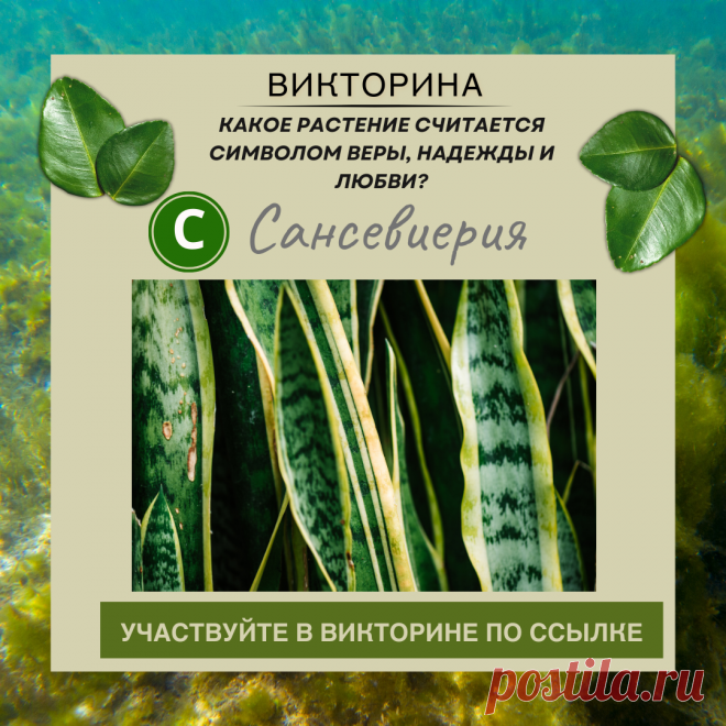 Какое растение считается символом веры, надежды и любви? - Узнайте правильный ответ в нашей викторине по ссылке
