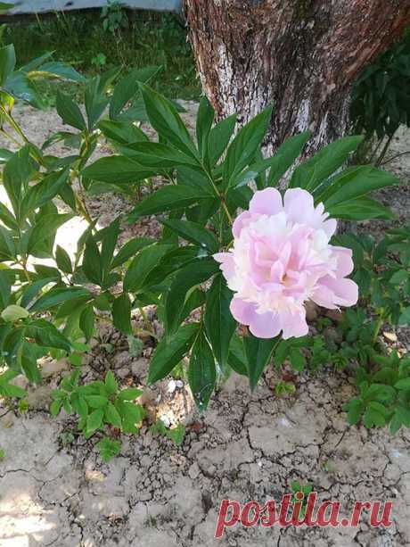 Многолетний садовый цветок Пион (Paeonia). Многолетнее травянистое растение, реже полукустарник, высотой от 50 до 200 см. Листья темно-зеленые, рассеченные. Цветки крупные, разнообразной окраски, немахровые, полумахровые и махровые. Цветет в мае - июне.