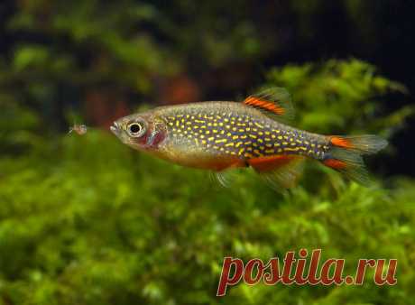 Microrasbora-galaxy-Danio-margaritatus.jpg (900×662)