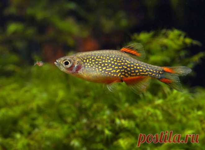 Microrasbora-galaxy-Danio-margaritatus.jpg (900×662)
