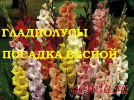Гладиолусы. Посадка в открытый грунт — 6 соток