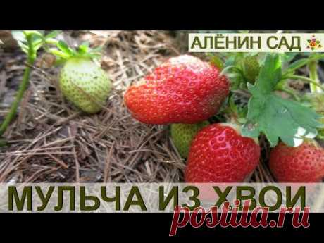 МИФ О МУЛЬЧЕ ИЗ ХВОИ И ШИШЕК / Важно, значит смотреть всем!!!