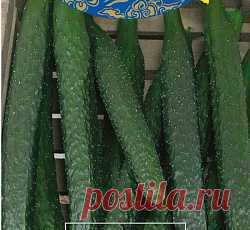 Огурец Шанхайский молодец F1 семена - низкая цена, описание, отзывы, продажа