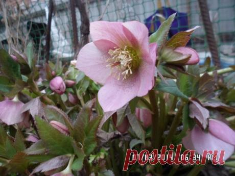 МОРОЗНИК абхазский  (Helleborus abchasicus A. Br.) - цветки розовые.       1 саженец - 250 руб., 1 пак. семян -100 руб.   (семена высылаются только в мае - июне).Вышлю каталог растений.Пишите на kippiep@mail.ru