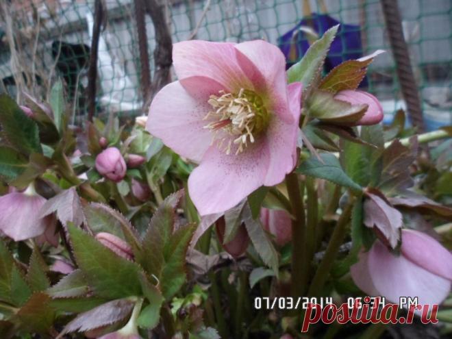 МОРОЗНИК абхазский  (Helleborus abchasicus A. Br.) - цветки розовые.       1 саженец - 250 руб., 1 пак. семян -100 руб.   (семена высылаются только в мае - июне).Вышлю каталог растений.Пишите на kippiep@mail.ru