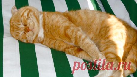 Коты опять чудят) Это нужно посмотреть!