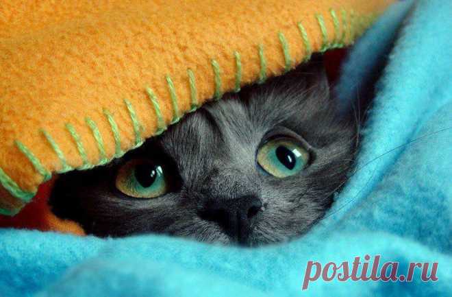фото спящих котят: 20 тыс изображений найдено в Яндекс.Картинках