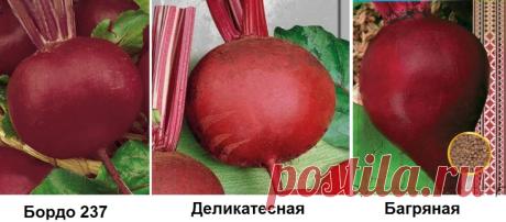 Как и когда сажать свеклу в открытый грунт семенами