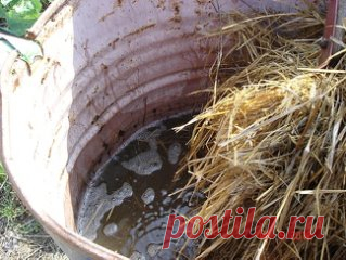 СЕНО ВЫРУЧИЛО ОТ МУЧНИСТОЙ РОСЫ НА ОГУРЦАХ
Несколько лет подряд огорчали нас огурцы. Очень быстро начинали желтеть листья, плети засыхали. А тут еще и крыжовник мучнистую росу «подхватил»...
В одной из книг вычитал, что крыжовник можно вылечить настоем прелого сена. Попробовал. После первого же опрыскивания болезнь приостановилась. Тут и пришла мне в голову мысль: а почему бы ни обработать тем же настоем и огурцы? Ведь вреда не будет и подкормка неплохая.
Опрыскал огурцы с...