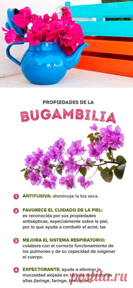 Bugambilia