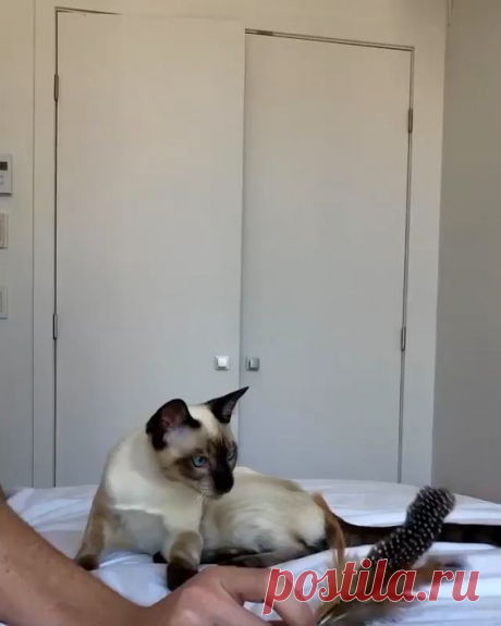 cats funny cats and kittens cats funny videos cats funny videos cats funny videos meme cat memes cat tattoo cats catlover catlife pet love cute pets ilovecat catoftheday catsagram catlovers animals…