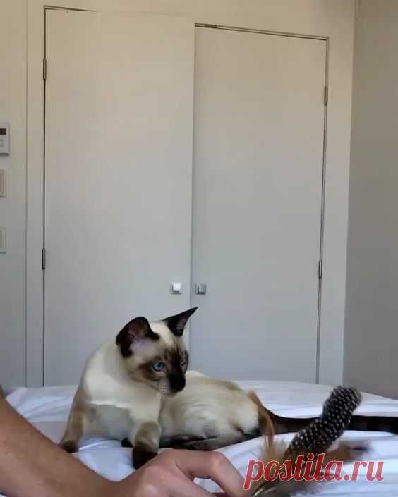 cats funny cats and kittens cats funny videos cats funny videos cats funny videos meme cat memes cat tattoo cats catlover catlife pet love cute pets ilovecat catoftheday catsagram catlovers animals…