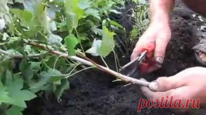 Черенкуем смородину легко и просто. Как размножать смородину черенкованием.