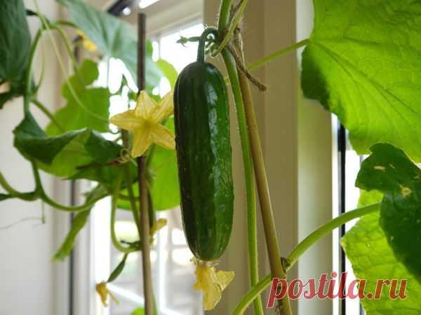 Огурцы на подоконнике зимой. Как вырастить огурцы зимой на подоконнике? :: SYL.ru