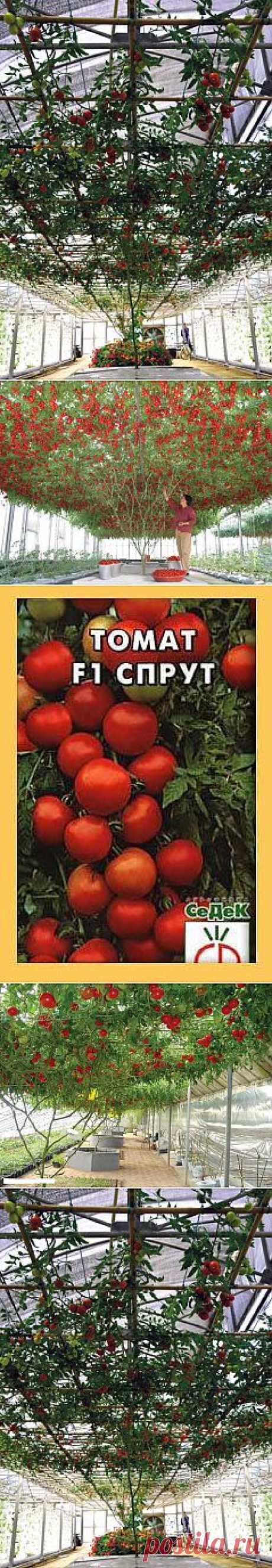 чудо в теплице.СПРУТ-помидорное дерево.