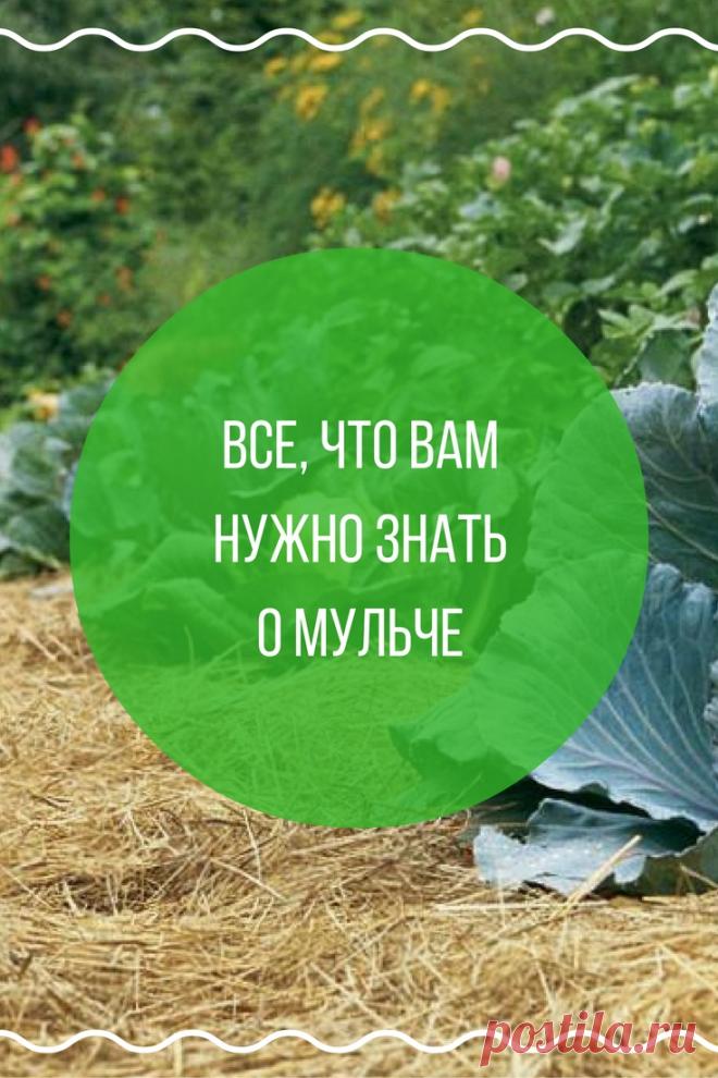 Все, что вам нужно знать о мульче