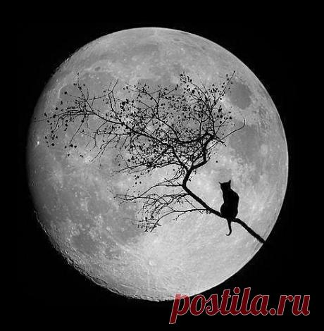 Доказано, что Лунные циклы имеют особо сильное влияние на изменение психоэмоционального состояния. Более интенсивному воздействию подвержены люди, склонные к депрессивным состояниям.  Выход из депрессии – непростой и длительный процесс. Но, работая с Лунными ритмами, можно научиться контролировать своё эмоциональное состояние, и со временем избавиться от депрессии...