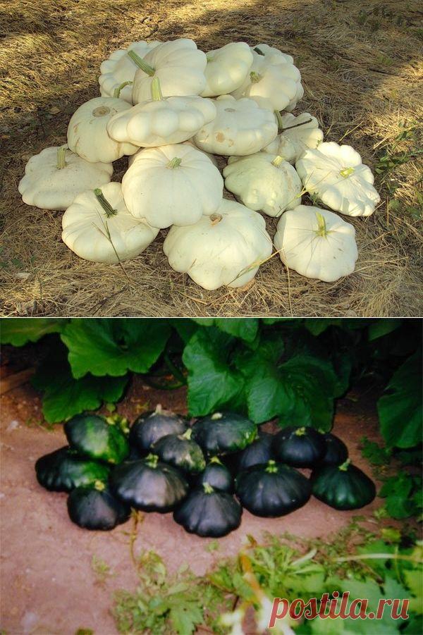 Патиссон: посадка, выращивание, уход