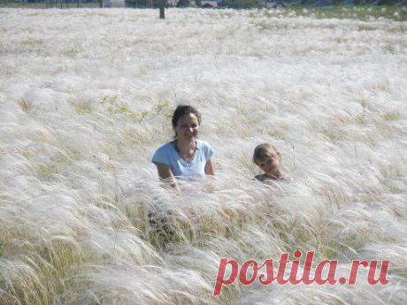 Ковыль в Казахстанских степях....Красота... Вспомните запах Родных мест...Окунитесь в прошлое...Улетите в детство...Вспомните юность где бы вы не были...
Геннадий Редькин
море ...ковыль