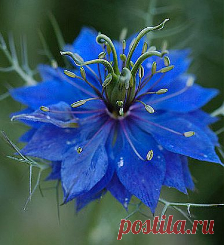 Нигела | 6 соток