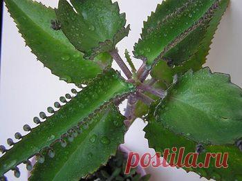 Всегда держу каланхоэ на подоконнике | Народная медицина