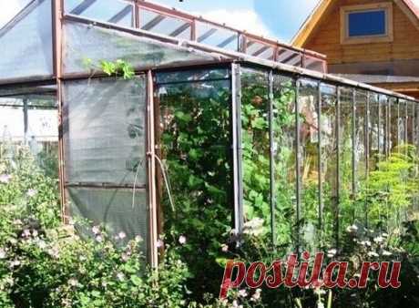 Теплица по методике Митлайдера