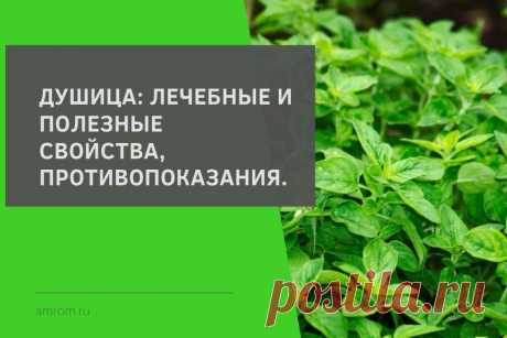 Душица — это общее название растения душица обыкновенная (Origanum vulgare L.). Хотя это растение ассоциируется у нас в основном с кухонной приправой, оно также обладает полезными для нашего организма…
