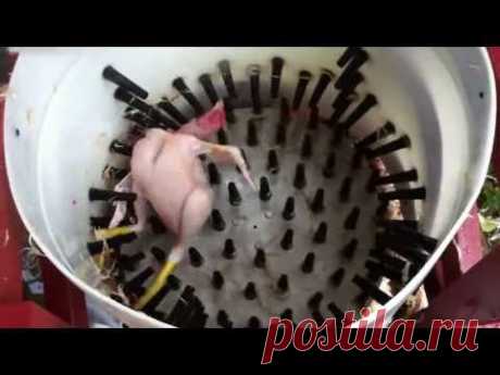 How to pluck a chicken in 14 seconds - Homemade Whizbang Chicken Plucker