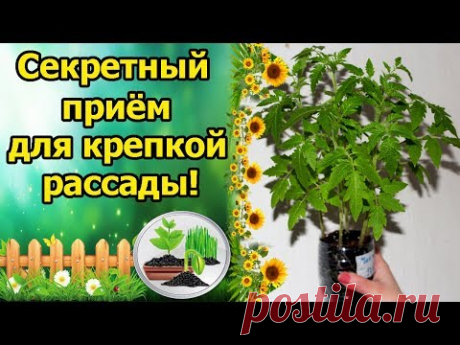 Рассаду томатов можно вырастить разными способами. В этом видео речь пойдет о выращивании крепкой рассады на фитильном поливе, без пикировки. Я расскажу об о...