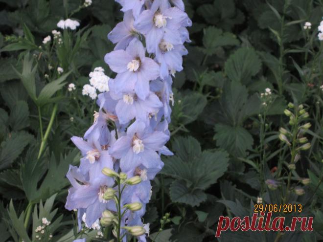 все из той же смеси сортов типа океан