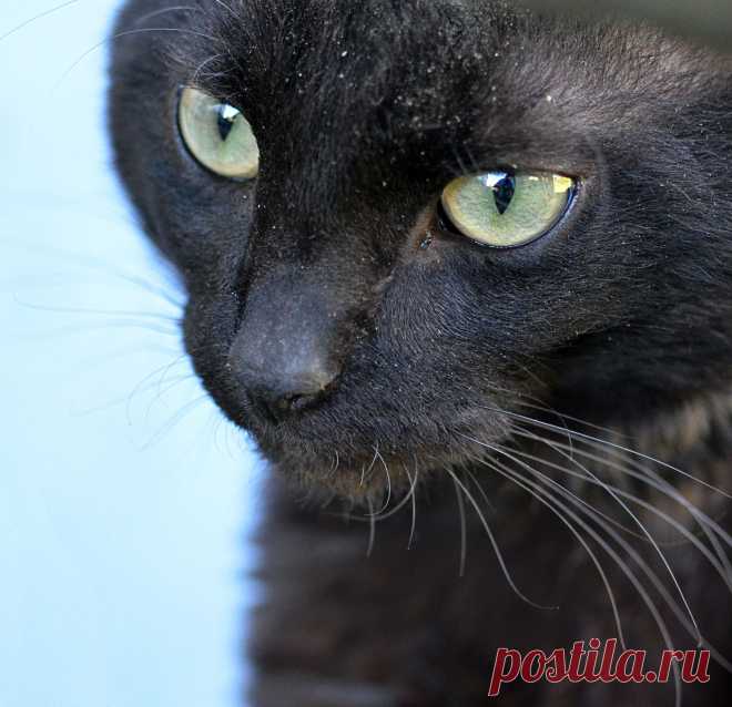 Мой кот