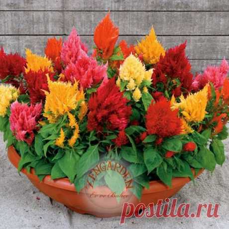 целозия фото цветов: 3 тыс изображений найдено в Яндекс.Картинках