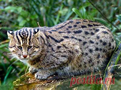Кошка-рыболов - Prionailurus viverrinus