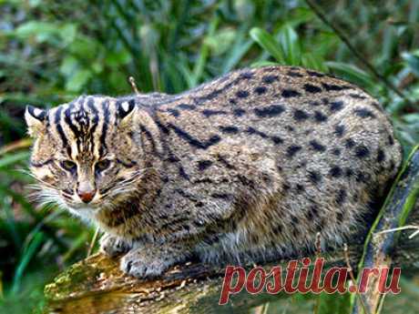 Кошка-рыболов - Prionailurus viverrinus