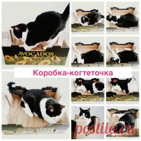 Верный способ раз и навсегда отучить кота портить мебель с помощью вещи, которая есть дома у каждого